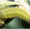 callophrys rubi larva3 rost